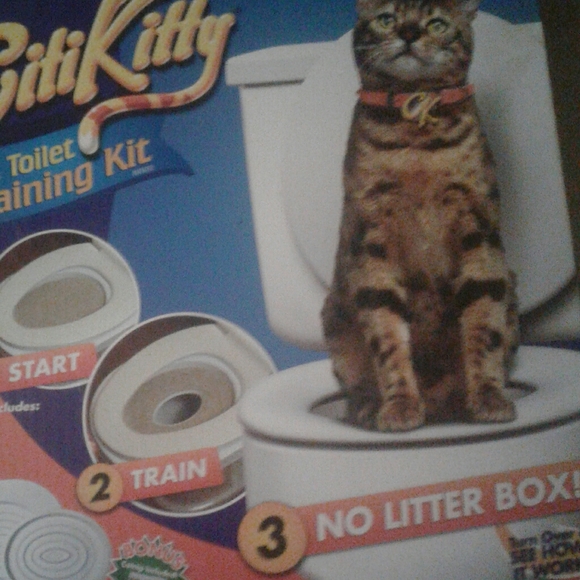 city kitty training